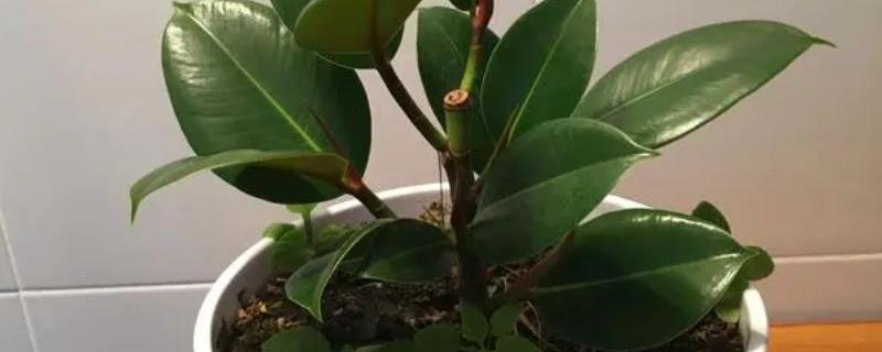 橡皮树的危害,其汁液对人的身体有害
