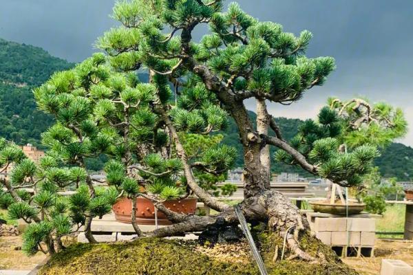 五针松怎么繁殖,可采用播种、扦插、嫁接等方式