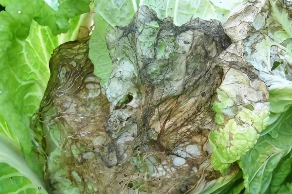 白菜烂心是怎么回事,是由于缺钙引起的