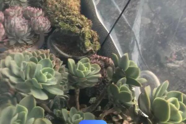 多肉冬天可以用薄膜盖起来吗,可以但要留呼吸孔