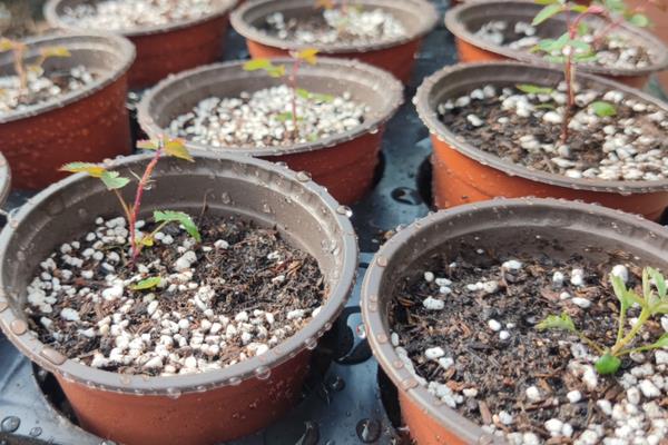 月季种子的催芽方法,低温催芽、温水催芽、浸泡晾晒催芽