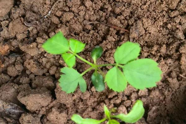 月季种子的催芽方法,低温催芽、温水催芽、浸泡晾晒催芽