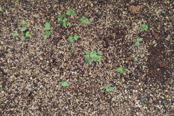 月季种子的催芽方法,低温催芽、温水催芽、浸泡晾晒催芽
