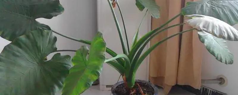 滴水观音的移栽方法,移栽前需准备一个稍大点的花盆