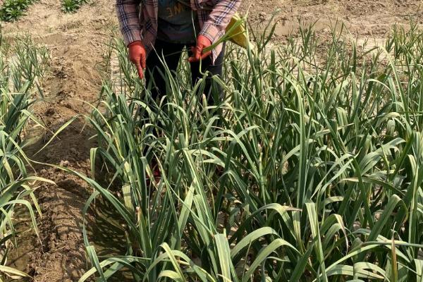 蒜苔是怎么种出来的，是大蒜长出来的