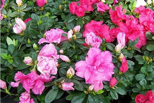 西洋杜鹃的养殖方法，喜欢阳光充足的环境