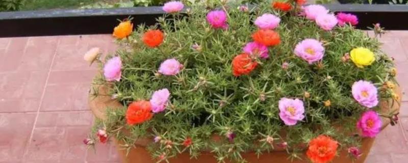 太阳花的种植方法，可在春季4月播种