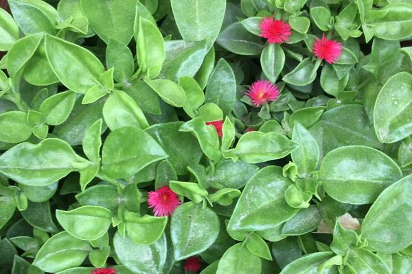 牡丹吊兰什么时候开花，在每年的7-8月开花