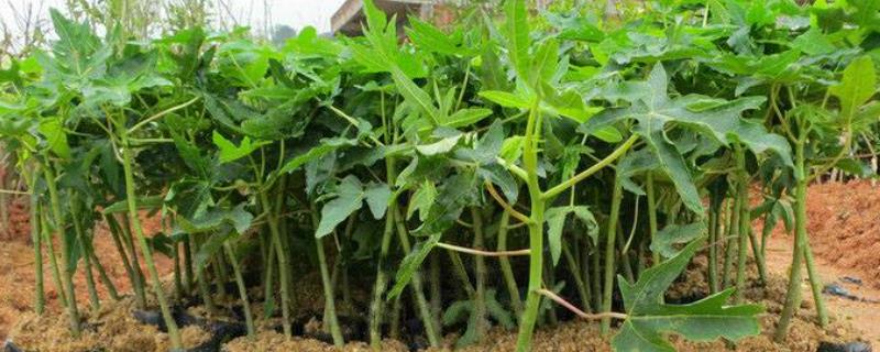 木瓜苗怎么分公母，可通过观察植株、花朵和果实来分辨