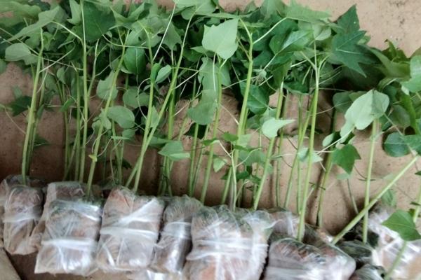 木瓜苗怎么分公母,可通过观察植株、花朵和果实来分辨