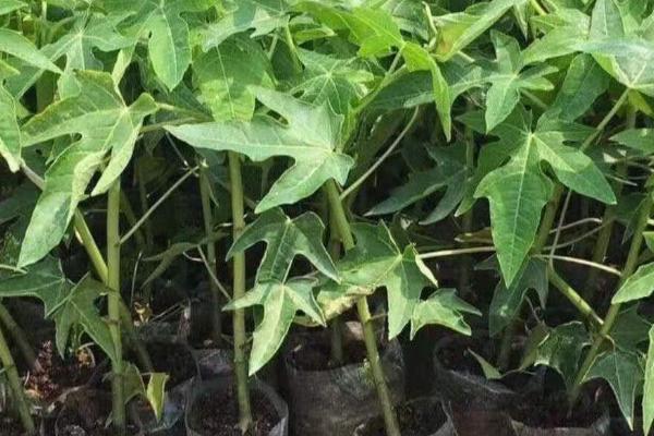 木瓜苗怎么分公母,可通过观察植株、花朵和果实来分辨
