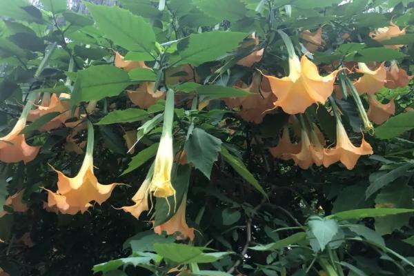 哪种花的花语是病态的爱,有曼陀罗花、彼岸花、天仙子等