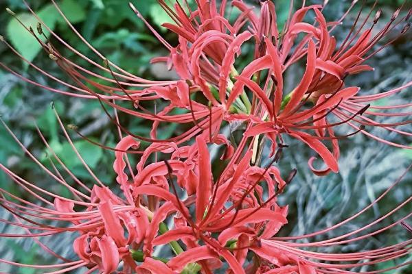 哪种花的花语是病态的爱,有曼陀罗花、彼岸花、天仙子等