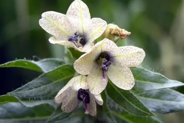 哪种花的花语是病态的爱,有曼陀罗花、彼岸花、天仙子等