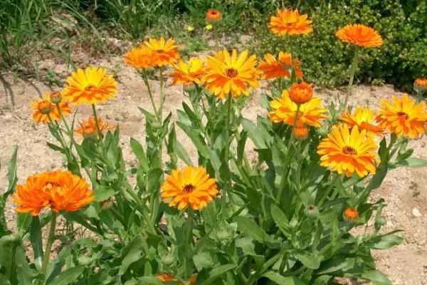 哪种花的花语是病态的爱,有曼陀罗花、彼岸花、天仙子等