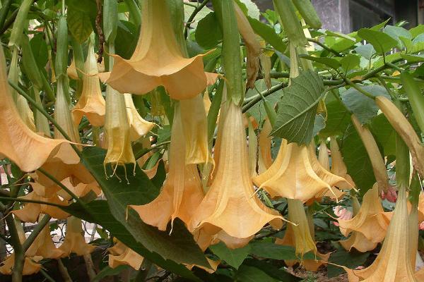哪种花的花语是病态的爱,有曼陀罗花、彼岸花、天仙子等