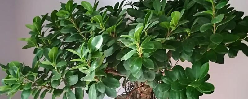 怎么养榕树,以酸性土种植为佳