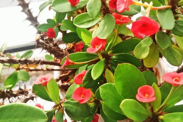 家里养虎刺梅花好不好，植株上长有尖刺不适合家养