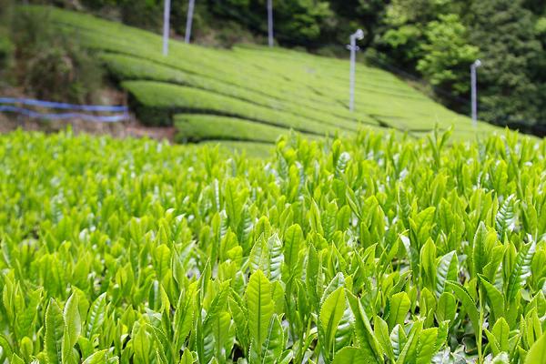 茶叶病虫害及防冶方法,虫害主要有茶尺蠖、茶蚕、茶毛虫、茶黑毒蛾等