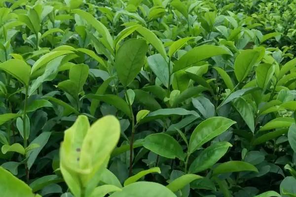 茶叶病虫害及防冶方法,虫害主要有茶尺蠖、茶蚕、茶毛虫、茶黑毒蛾等