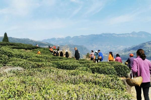 茶叶病虫害及防冶方法,虫害主要有茶尺蠖、茶蚕、茶毛虫、茶黑毒蛾等