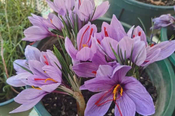 藏红花几月开花,花期在每年的10-11月份