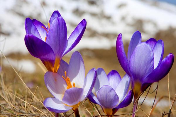 藏红花几月开花,花期在每年的10-11月份