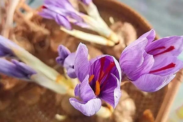 藏红花几月开花,花期在每年的10-11月份