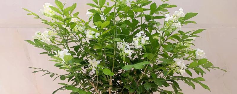 九里香如何养殖,生长期间需确保盆土处于湿润