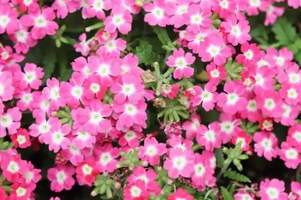 美女樱属于宿根花卉吗，美女樱是宿根花卉