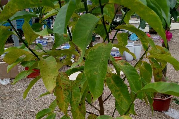 白兰叶子发黄怎么办,需适量浇水或薄肥勤施等