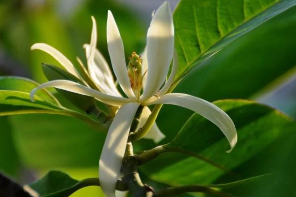 白兰叶子发黄怎么办,需适量浇水或薄肥勤施等