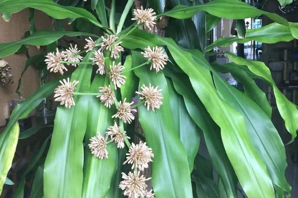 巴西木花香有毒吗,不仅没毒还能净化空气