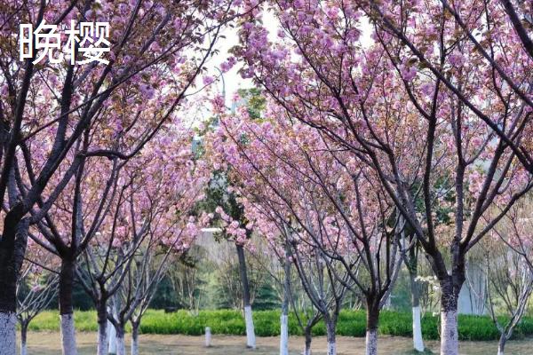 早樱和晚樱的区别,高度、叶片和花瓣均不同