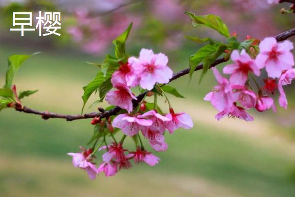 早樱和晚樱的区别,高度、叶片和花瓣均不同