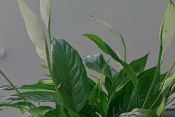 一帆风顺用什么肥料，可选用叶面肥或复合肥