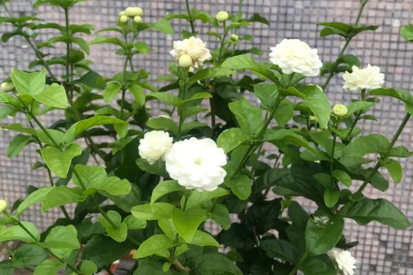 虎头茉莉冬季的养殖方法,温度降低后移动到室内环境中养护