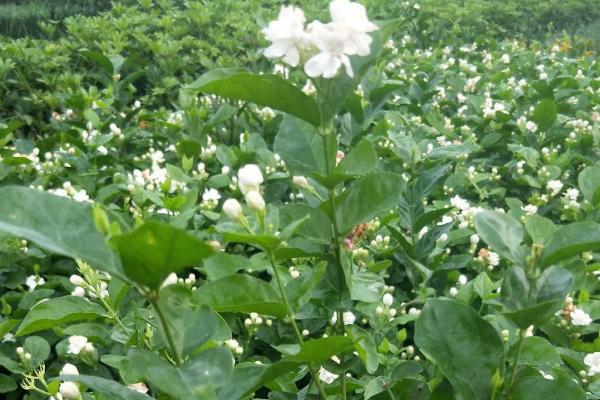 虎头茉莉冬季的养殖方法,温度降低后移动到室内环境中养护
