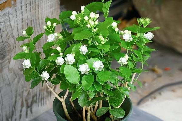 虎头茉莉冬季的养殖方法,温度降低后移动到室内环境中养护