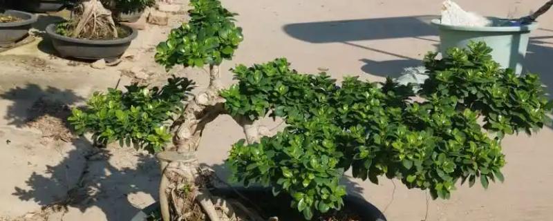 榕树盆景施哪些肥料,底肥一般是有机肥