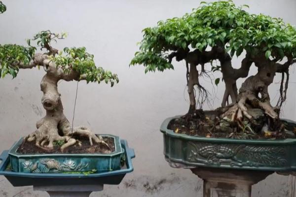 榕树盆景施哪些肥料,底肥一般是有机肥