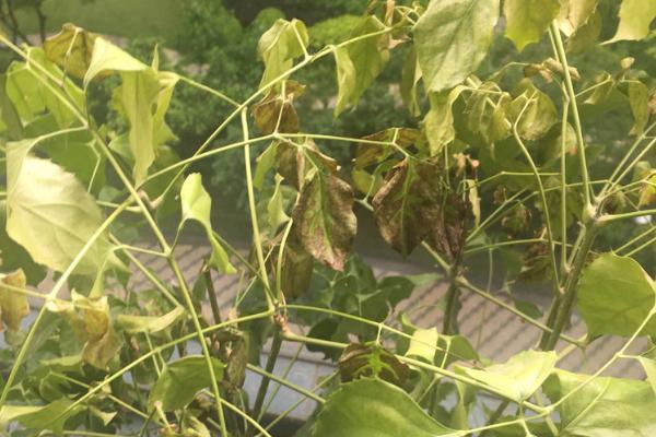 菜豆树叶子发黄脱落怎样解决,可增加光照或暂停浇水等