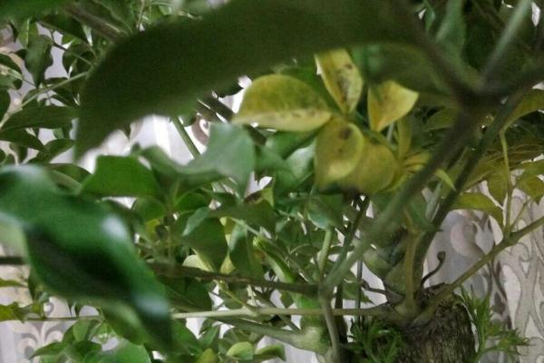 菜豆树叶子发黄脱落怎样解决,可增加光照或暂停浇水等
