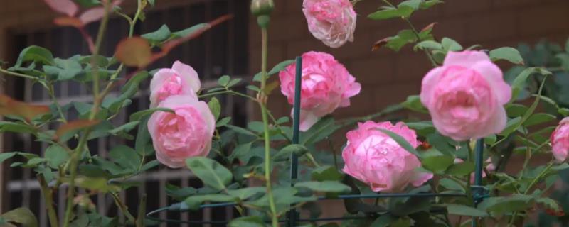 粉色月季的花语,花语是初恋