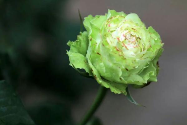 粉色月季的花语,花语是初恋
