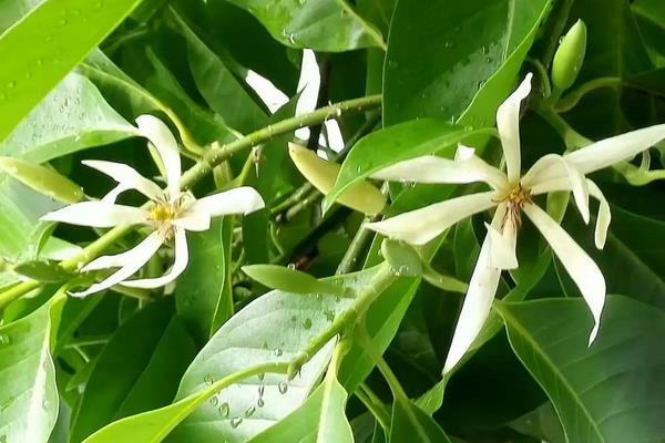 白兰花的养殖方法,生长期需要充分的光照