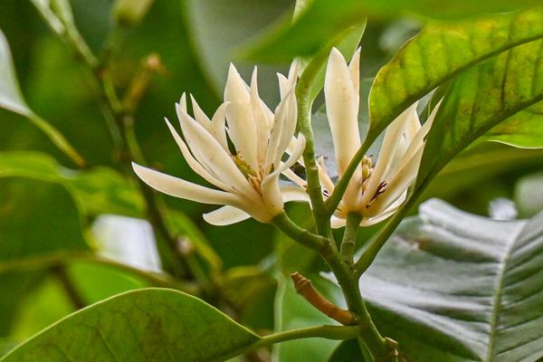 白兰花的养殖方法,生长期需要充分的光照