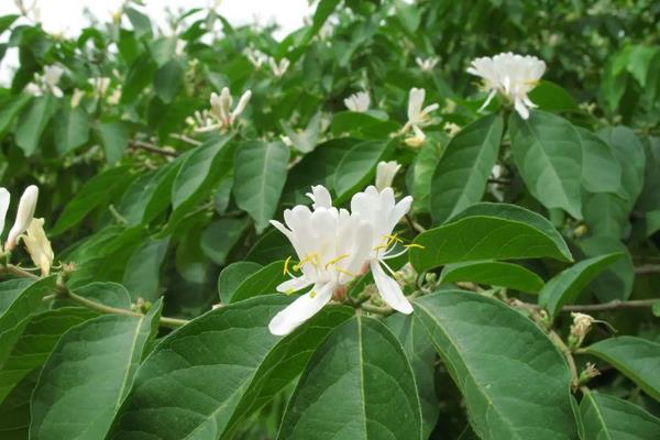 白兰花的养殖方法,生长期需要充分的光照