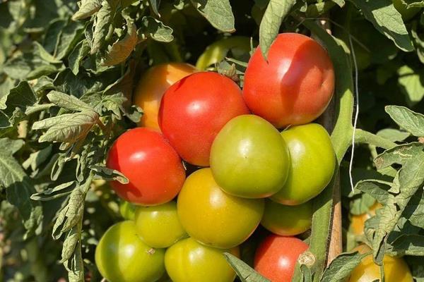 双子叶植物有哪些,常见的有菊花、番茄、茑萝等