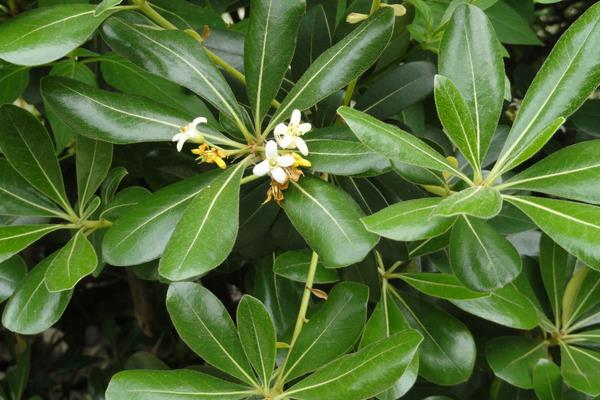 双子叶植物有哪些,常见的有菊花、番茄、茑萝等